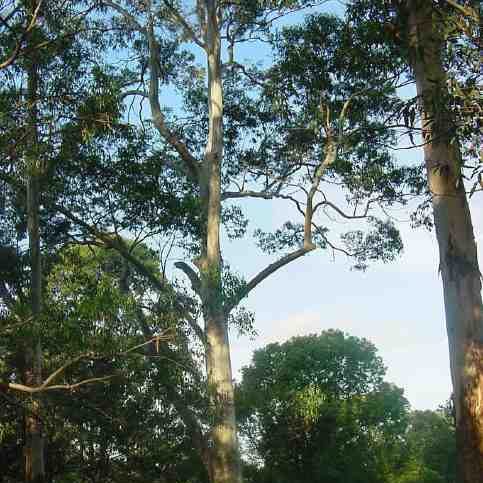 Sydney Blue Gum Seed Evergreen Native Majestic Tree  Mild Drought/Frost Tolerant