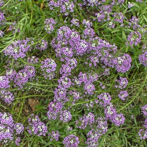 Alyssum Pixie Violet Seed Annual Dwarf Compact Groundcover Long Flowering Reseed 