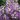 Lobularia alyssum pixie violet0