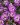 Purple sweet Alyssum flowers