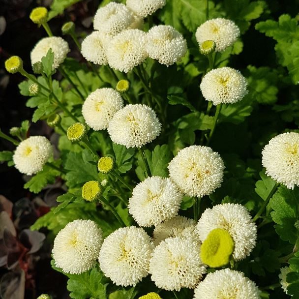 SNOWBALL MATRICARIA SEED HARDY FLOWERING LARGE POM POM BLOOMS 150 SEEDS 