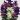 Salvia Tricolour Mix 01