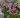 Saxifraga Floral Carpet1
