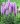 liatris florista violet 2