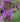 liatris floristan violet0