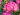 Pink primrose flower, primula cultivar