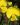 Gompholobium latifolium 05