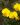 gompholobium latifolium 06