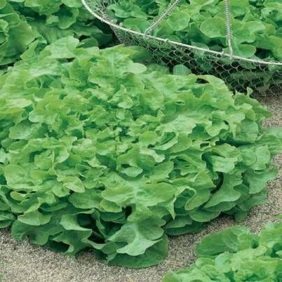 Lettuce Salad Bowl Green Heirloom All Seasons 150 Seeds Slow Bolting Full Sun 