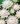Helichrysum monstrosum White 02