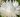 helichrysum monstrosum white 03