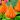 Celosia Lilliput Orange 01