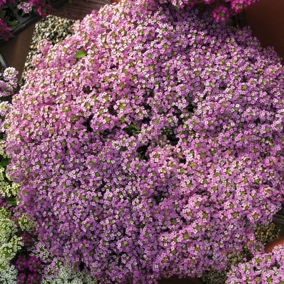 Lobularia maritima cv – Alyssum Wonderland Lavender x100 – Ole Lantana ...