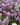 Lobularia Wonderland Lavender 03