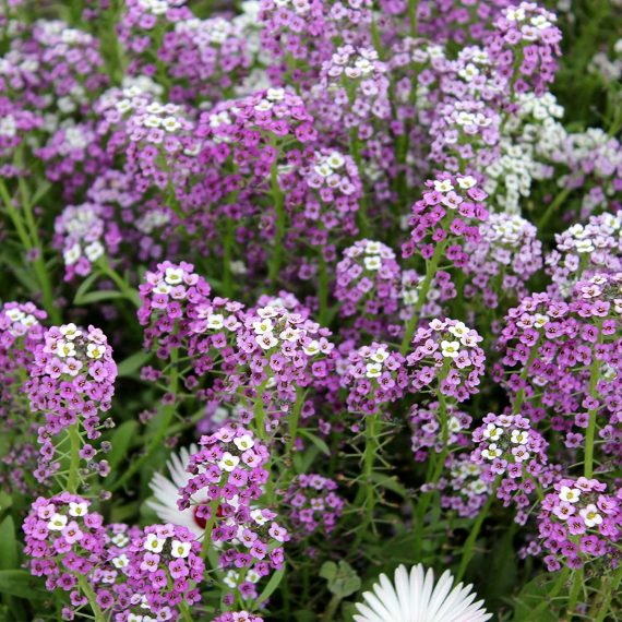 Lobularia maritima cv - Alyssum Wonderland Lavender x100 - Ole Lantana ...