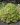 Aeonium lancerottense 02