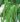 Vigna unguiculata – Green01