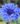 Centaurea Boy Blue0