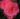 Begonia NS Pink 02