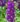 matthiola stocks purple1